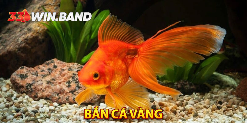 Bắn Cá Vàng