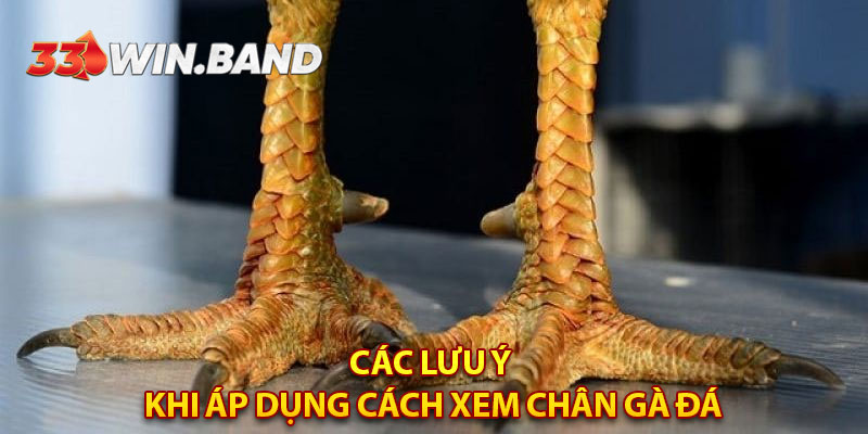 Các lưu ý khi áp dụng cách xem chân gà đá