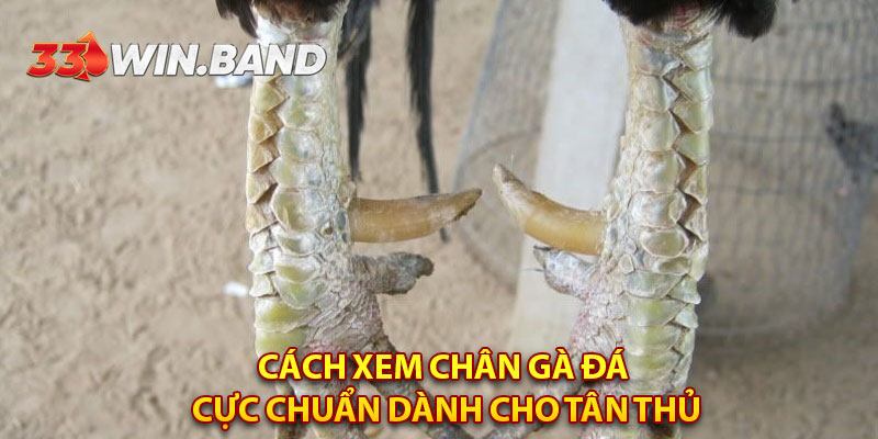 Cách xem chân gà đá cực chuẩn dành cho tân thủ