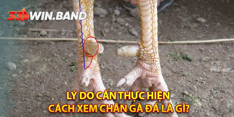 Lý do cần thực hiện cách xem chân gà đá là gì?