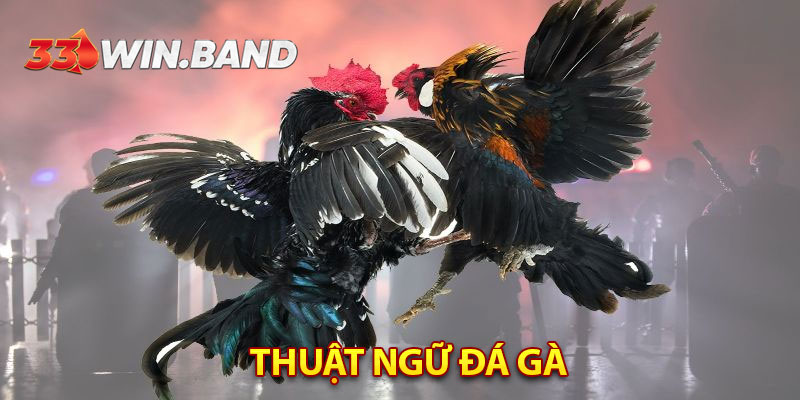 Thuật Ngữ Đá Gà